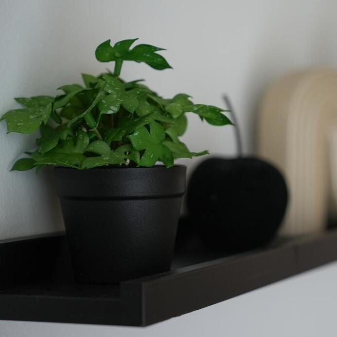 Rastline v dnevni sobi Apartmaja Pikabooth Topolšica